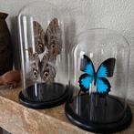Stolpen met opgezette vlinders Uilvlinders en Keizerspage, Ophalen, Nieuw, Insect, Opgezet dier