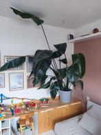 Strelitzia Nicolai (Paradijsvogelplant) 2 meter hoog, Tuin en Terras, Planten | Tuinplanten, Vaste plant, Bloeit niet, Halfschaduw