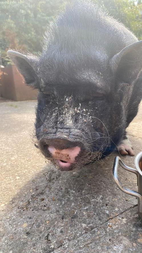 Schattig lief varkentje !, Dieren en Toebehoren, Schapen, Geiten en Varkens, Geit, Vrouwelijk