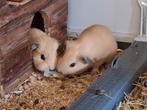 2 mooie cavia beertjes, Dieren en Toebehoren, Knaagdieren, Juli, Mannelijk, Cavia