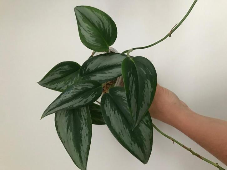 Scindapsus super narrow silver - rare, Huis en Inrichting, Kamerplanten, Overige soorten, Minder dan 100 cm, Groene kamerplant