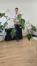 Philodendron Joepii, Ophalen, Overige soorten, Halfschaduw, Minder dan 100 cm