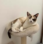 Siamees poes, Poes, Ontwormd, 0 tot 2 jaar