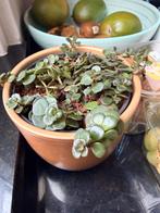 Sedum makinoi stekjes - Chinese vetplant, Ophalen, Vetplant, Minder dan 100 cm, Volle zon