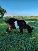 Zwartbonte  bok, Mannelijk, Geit
