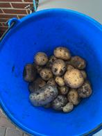 Nieuwe aardappels  obama vast kokend, Tuin en Terras, Ophalen of Verzenden, Nieuw