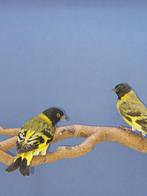 Zwartkopsijs split, Dieren en Toebehoren, Vogels | Overige Vogels, Mannelijk, Tropenvogel, Geringd