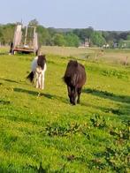 weidegang met schuilstal  voor pony of shetlander, Dieren en Toebehoren, Stalling en Weidegang, 1 paard of pony, Weidegang