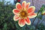 Dahlia Pooh, Tuin en Terras, Bloembollen en Zaden, Ophalen of Verzenden, Volle zon, Knol