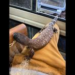 3 Heloderma horridum exasperatum 450 euro per stuk, Dieren en Toebehoren, Reptielen en Amfibieën, Slang, 0 tot 2 jaar