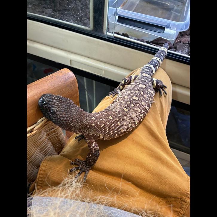 3 Heloderma horridum exasperatum 450 euro per stuk, Dieren en Toebehoren, Reptielen en Amfibieën, Slang, 0 tot 2 jaar