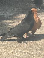 Sierduiven, Dieren en Toebehoren, Vogels | Duiven