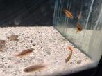 Gele dwergcichlide dubbel rood, Dieren en Toebehoren, Vissen | Aquariumvissen, Vis