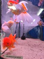 Leeuwenkop vissen ongeveer 12-14 cm desgewenst bezorgd, Dieren en Toebehoren, Vissen | Aquariumvissen, Vis
