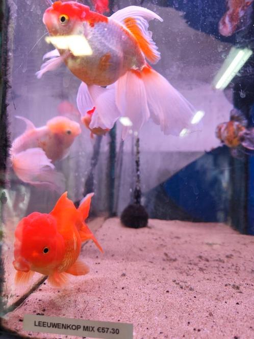 Leeuwenkop vissen ongeveer 12-14 cm desgewenst bezorgd, Dieren en Toebehoren, Vissen | Aquariumvissen, Vis
