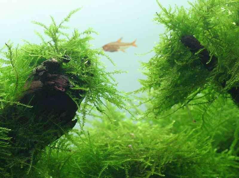 Javamos aquariumplanten (Vesicularia dubyana), Verzenden, Nieuw, Plant(en), Steen of Hout