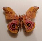 Antherina suraka, Ophalen of Verzenden, Nieuw, Opgezet dier