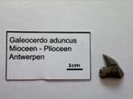 Galeocerdo aduncus (22), Verzamelen, Mineralen en Fossielen, Ophalen of Verzenden, Fossiel