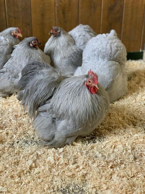 Cochin Kriel, Dieren en Toebehoren, Pluimvee, Kip, Meerdere dieren