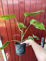 Monstera met licht variegata, Huis en Inrichting, Kamerplanten, Ophalen, Overige soorten, Minder dan 100 cm