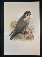 Slechtvalk, Verzenden, 1980 tot heden, Zo goed als nieuw, Dier