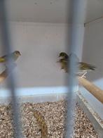 Europese sijs mutaties, Dieren en Toebehoren, Vogels | Overige Vogels, Meerdere dieren, Wildzangvogel