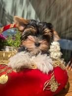 Mini Biewer York Terrier, Dieren en Toebehoren, Honden | Jack Russells en Terriërs, Yorkshire Terriër, België, Particulier, Meerdere