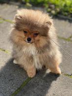 Pomeriaan pup reutje te koop, Keeshond, 15 weken tot 1 jaar, Reu, CDV (hondenziekte)