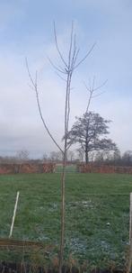 Boom prunus serrulata kazan 3,10 meter, Overige soorten, Lente, 250 tot 400 cm, Ophalen