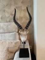 Skull Decoratie - Prachtig Beeld, Huis en Inrichting, Ophalen of Verzenden, Zo goed als nieuw