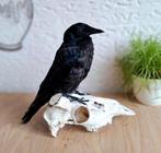Opgezette kraai op schedel, Verzamelen, Dierenverzamelingen, Ophalen of Verzenden, Nieuw, Vogel, Opgezet dier