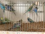 Mooie grasparkieten, regenboog kleuren, Meerdere dieren, Parkiet, Geringd
