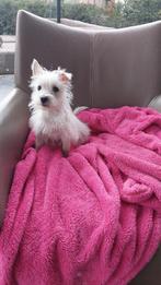 west highland white terrier pup ( de laatste ), Dieren en Toebehoren, Nederland, 15 weken tot 1 jaar, CDV (hondenziekte), Eén hond