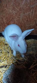 Raszuivere witte Belgische haas ram vandaag voor maar 15,00, Mannelijk, Groot, 0 tot 2 jaar