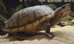 Sternotherus odoratus (muskusschildpad), Dieren en Toebehoren, Reptielen en Amfibieën, Schildpad, 3 tot 6 jaar