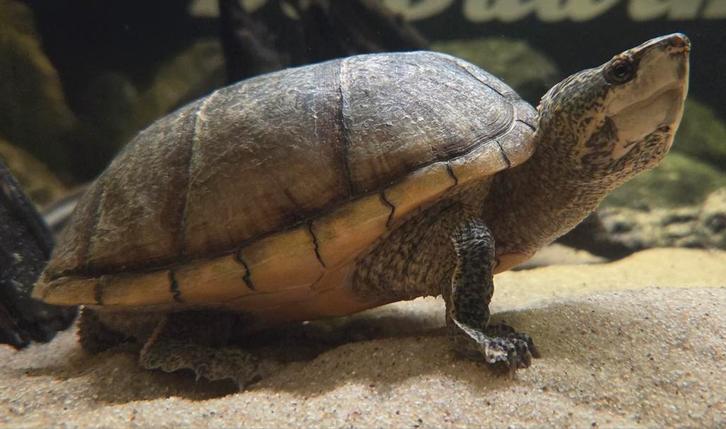 Sternotherus odoratus (muskusschildpad)