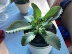 Kalanchoe bommenwerper genoemd 3,00 Kindje op moede, Huis en Inrichting, Kamerplanten, Ophalen of Verzenden, Overige soorten, Minder dan 100 cm