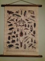Wanddecoratie insecten, Ophalen of Verzenden, Zo goed als nieuw