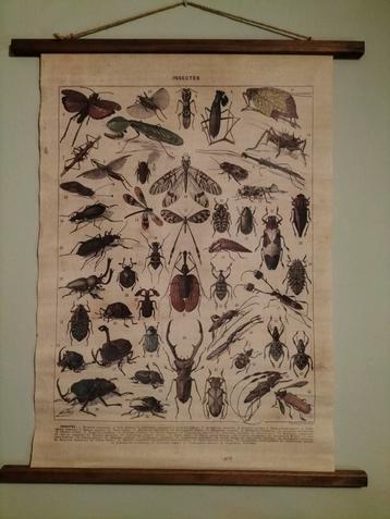 Wanddecoratie insecten  beschikbaar voor biedingen