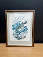 Ingelijste vintage print van zanglijster, Minder dan 50 cm, Ophalen of Verzenden, Minder dan 50 cm, Print