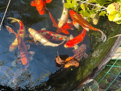 Koi / sierkarpers, Dieren en Toebehoren, Vissen | Vijvervissen, Karper of Koi