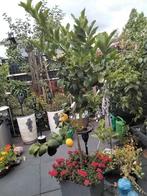 195 cm citroenen boom met bak en planten, Tuin en Terras, Planten | Bomen, Ophalen of Verzenden, Volle zon, Overige soorten