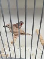 Bandvinken split ino, Dieren en Toebehoren, Vogels | Overige Vogels, Meerdere dieren