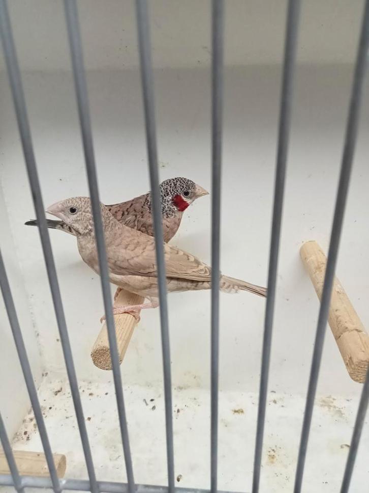 Bandvinken split ino, Dieren en Toebehoren, Vogels | Overige Vogels, Meerdere dieren