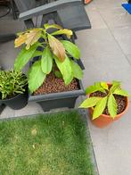 Avocado stekjes, Tuin en Terras, Planten | Tuinplanten, Ophalen, Halfschaduw, Zomer, Groenteplanten