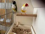 7. Te koop een mooi koppel Goulds, Dieren en Toebehoren, Vogels | Overige Vogels, Meerdere dieren, Tropenvogel, Geringd