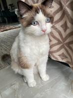 Lieve Ragdoll Kat “Moka” Zoekt een Nieuw Thuis!, Dieren en Toebehoren, Kater