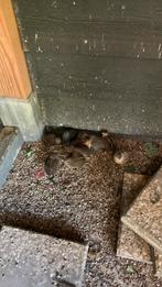 Chinese dwergkwartels 7 stuks, Dieren en Toebehoren, Pluimvee, Meerdere dieren, Kip