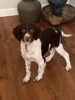 Wegens annulering LABRADOR x HEIDEWACHTEL pup - reutje, Nederland, Reu, CDV (hondenziekte), 8 tot 15 weken