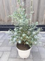 Eucalyptus gunnii, Tuin en Terras, Planten | Tuinplanten, Ophalen, Zomer, Overige soorten, Volle zon